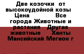 Две козочки  от высокоудойной козы › Цена ­ 20 000 - Все города Животные и растения » Другие животные   . Ханты-Мансийский,Мегион г.